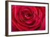 Red Rose-null-Framed Photographic Print