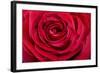 Red Rose-null-Framed Photographic Print