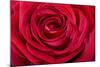 Red Rose-null-Mounted Photographic Print