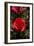 Red Rose-George Johnson-Framed Photographic Print