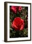 Red Rose-George Johnson-Framed Photographic Print