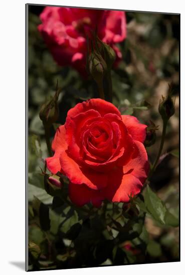 Red Rose-George Johnson-Mounted Photographic Print