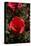 Red Rose-George Johnson-Stretched Canvas