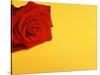 Red rose-null-Stretched Canvas