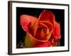 Red Rose-Charles Bowman-Framed Photographic Print