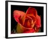 Red Rose-Charles Bowman-Framed Photographic Print