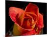 Red Rose-Charles Bowman-Mounted Photographic Print