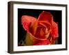 Red Rose-Charles Bowman-Framed Photographic Print