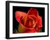 Red Rose-Charles Bowman-Framed Photographic Print