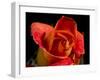 Red Rose-Charles Bowman-Framed Photographic Print