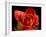 Red Rose-Charles Bowman-Framed Photographic Print