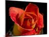 Red Rose-Charles Bowman-Mounted Photographic Print