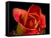 Red Rose-Charles Bowman-Framed Stretched Canvas