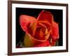 Red Rose-Charles Bowman-Framed Photographic Print