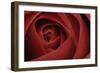 Red Rose-Tom Quartermaine-Framed Giclee Print