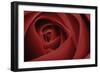 Red Rose-Tom Quartermaine-Framed Giclee Print