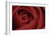 Red Rose-Tom Quartermaine-Framed Giclee Print