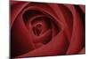 Red Rose-Tom Quartermaine-Mounted Giclee Print