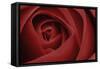 Red Rose-Tom Quartermaine-Framed Stretched Canvas
