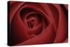Red Rose-Tom Quartermaine-Stretched Canvas