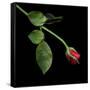 Red Rosebud-Magda Indigo-Framed Stretched Canvas