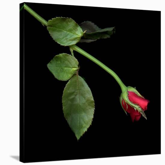 Red Rosebud-Magda Indigo-Stretched Canvas