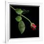 Red Rosebud-Magda Indigo-Framed Photographic Print