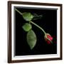 Red Rosebud-Magda Indigo-Framed Photographic Print