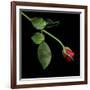 Red Rosebud-Magda Indigo-Framed Photographic Print