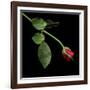 Red Rosebud-Magda Indigo-Framed Photographic Print