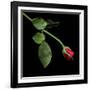 Red Rosebud-Magda Indigo-Framed Photographic Print