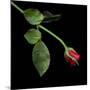 Red Rosebud-Magda Indigo-Mounted Photographic Print