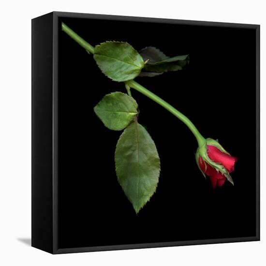 Red Rosebud-Magda Indigo-Framed Stretched Canvas