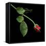 Red Rosebud-Magda Indigo-Framed Stretched Canvas