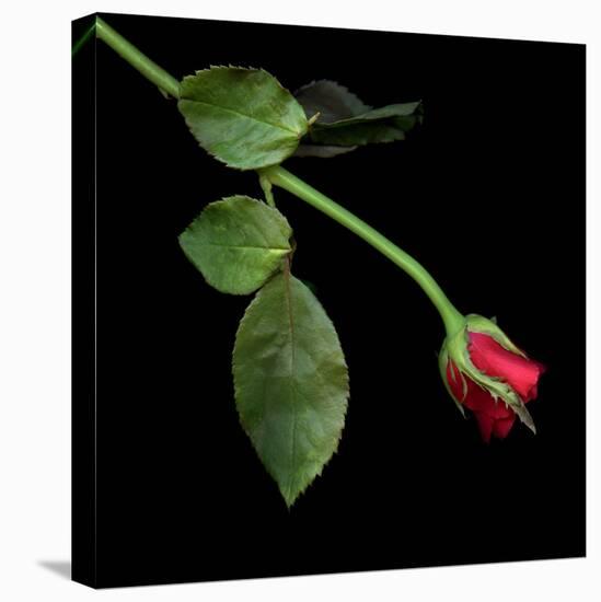 Red Rosebud-Magda Indigo-Stretched Canvas