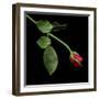 Red Rosebud-Magda Indigo-Framed Photographic Print