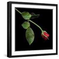 Red Rosebud-Magda Indigo-Framed Photographic Print