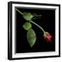 Red Rosebud-Magda Indigo-Framed Photographic Print