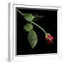 Red Rosebud-Magda Indigo-Framed Photographic Print