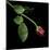 Red Rosebud-Magda Indigo-Mounted Photographic Print