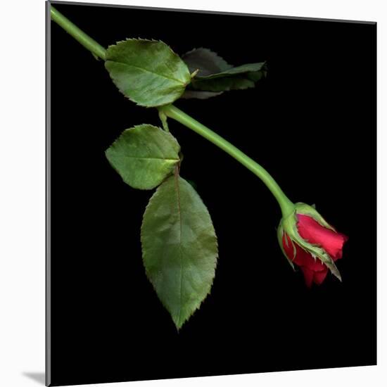 Red Rosebud-Magda Indigo-Mounted Photographic Print