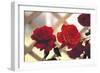 Red Roses on Lattice-FS Studio-Framed Giclee Print