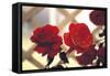 Red Roses on Lattice-FS Studio-Framed Stretched Canvas