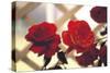 Red Roses on Lattice-FS Studio-Stretched Canvas