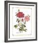 Red Roses-Cappello-Framed Art Print