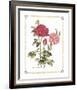 Red Roses-Cappello-Framed Art Print