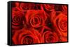 Red Roses-null-Framed Stretched Canvas