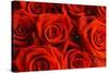 Red Roses-null-Stretched Canvas