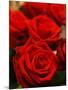 Red roses-null-Mounted Photographic Print