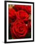 Red roses-null-Framed Photographic Print